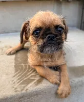 Earl the Merle , a male Brussels Griffon for sale in Bourbon, IN – 1 of 9