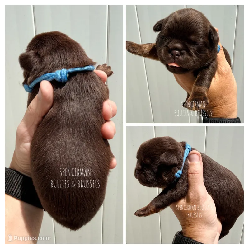 Light Blue collar chocolate and tan – Brussels Griffon puppy for sale in Bourbon, IN