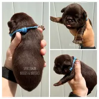 Light Blue collar chocolate and tan, a male Brussels Griffon for sale in Bourbon, IN – 1 of 3