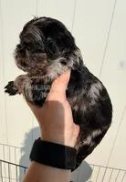 Black and tan Merle, a female Brussels Griffon for sale in Bourbon, IN – 4 of 6
