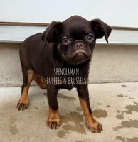 CHOCOLATE CHIP, a male Brussels Griffon for sale in Bourbon, IN – 3 of 6