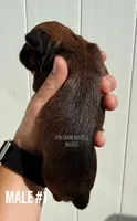 Male #1, a male Brussels Griffon for sale in Bourbon, IN – 5 of 5