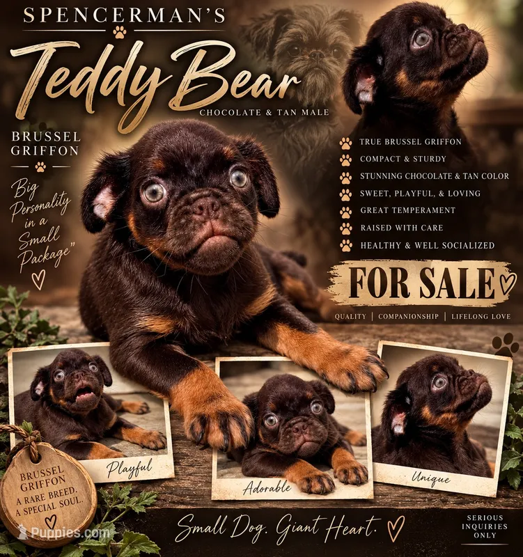 Teddy Bear – Brussels Griffon puppy for sale in Bourbon, IN