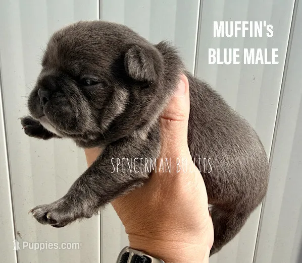 Blue  – French Bulldog puppy for sale in Bourbon, IN