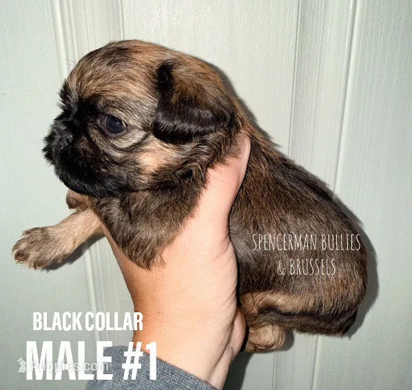 Male #1 – Brussels Griffon puppy for sale in Bourbon, IN