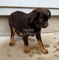CHOCOLATE CHIP, a male Brussels Griffon for sale in Bourbon, IN – 4 of 6