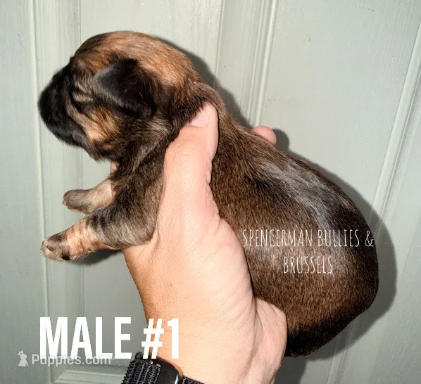 Male #1 – Brussels Griffon puppy for sale in Bourbon, IN