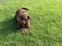 Copper, a female Brussels Griffon for sale in Bourbon, IN – 6 of 7