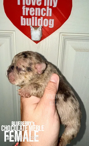 Chocolate Merle – French Bulldog puppy for sale in Bourbon, IN