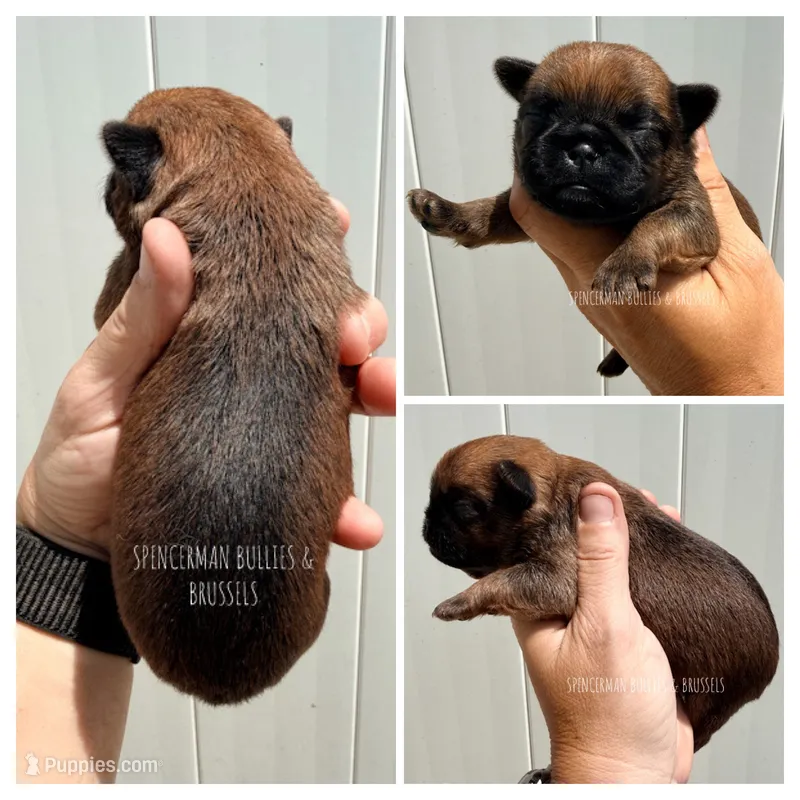 Red – Brussels Griffon puppy for sale in Bourbon, IN