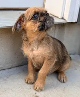 Earl the Merle , a male Brussels Griffon for sale in Bourbon, IN – 4 of 9