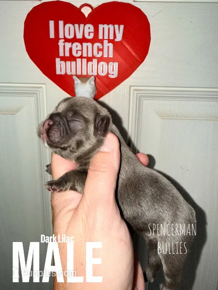 Dark Lilac – French Bulldog puppy for sale in Bourbon, IN