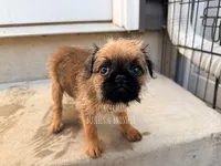 Red, a male Brussels Griffon for sale in Bourbon, IN – 5 of 6