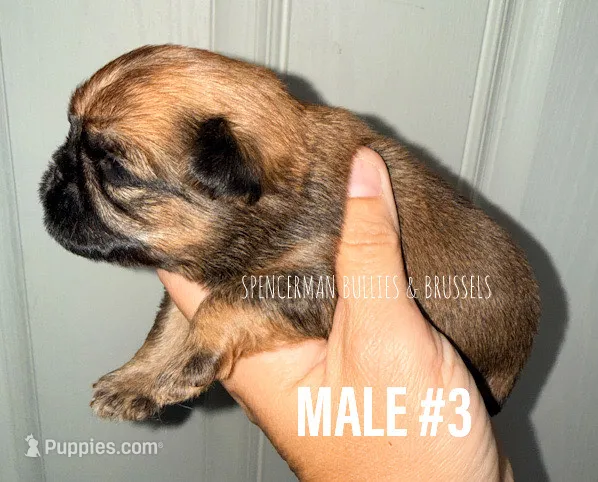 Male #3 – Brussels Griffon puppy for sale in Bourbon, IN