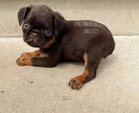CHOCOLATE CHIP, a male Brussels Griffon for sale in Bourbon, IN – 6 of 6