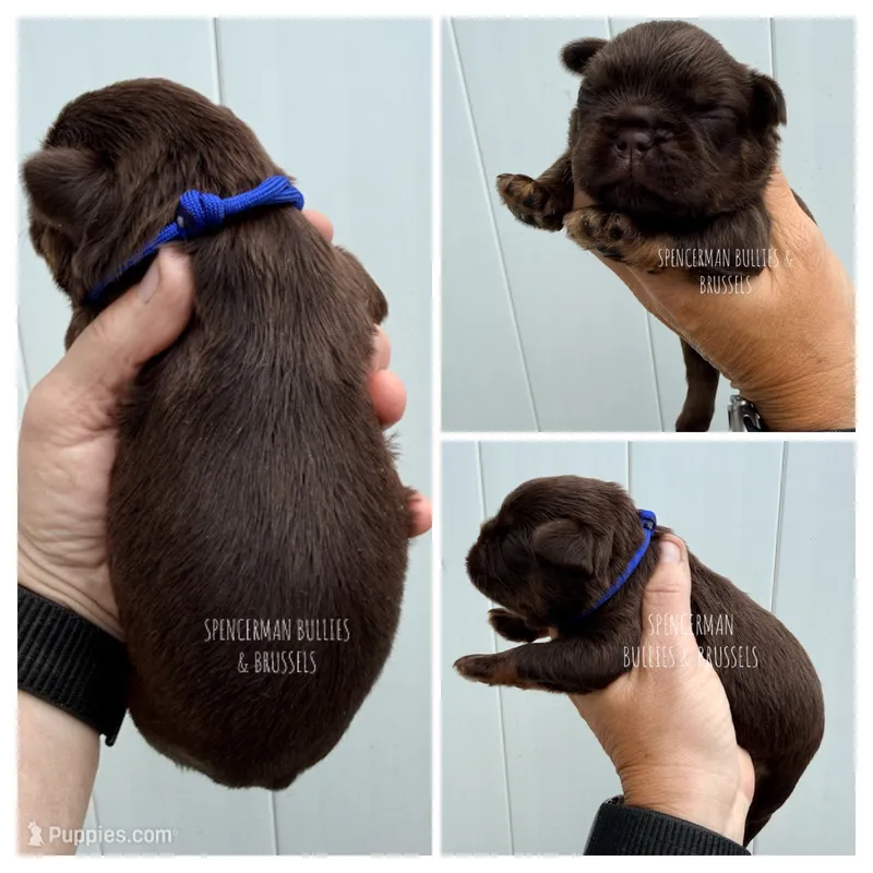 Dark Blue Collar Chocolate and tan  – Brussels Griffon puppy for sale in Bourbon, IN