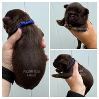 Dark Blue Collar Chocolate and tan , a male Brussels Griffon for sale in Bourbon, IN – 1 of 3