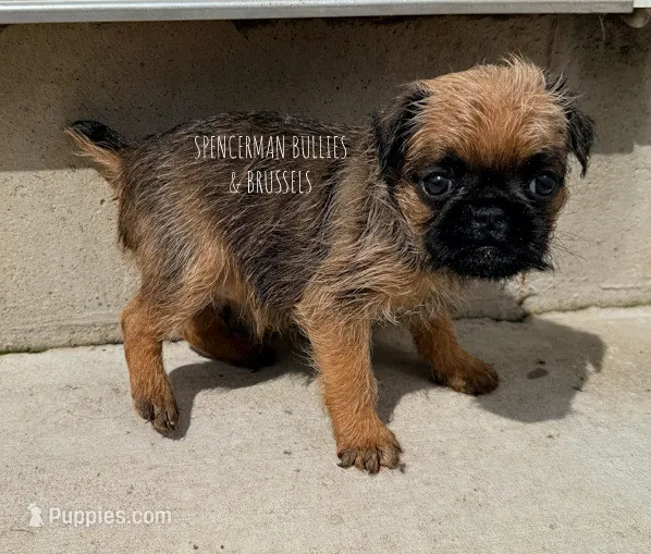 Red – Brussels Griffon puppy for sale in Bourbon, IN