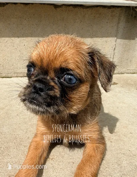 Belge. Merle – Brussels Griffon puppy for sale in Bourbon, IN