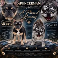 Blue , a male French Bulldog for sale in Bourbon, IN – 4 of 4