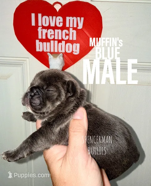 Blue  – French Bulldog puppy for sale in Bourbon, IN