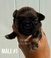 Male #1, a male Brussels Griffon for sale in Bourbon, IN – 1 of 5