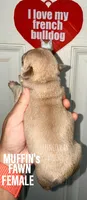 Fawn, a female French Bulldog for sale in Bourbon, IN – 2 of 4