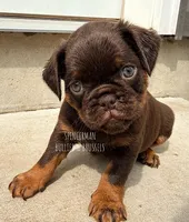 Teddy Bear, a male Brussels Griffon for sale in Bourbon, IN – 2 of 7