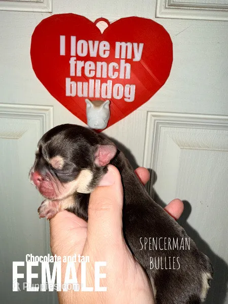 Chocolate and tan  – French Bulldog puppy for sale in Bourbon, IN