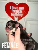 Chocolate and tan , a female French Bulldog for sale in Bourbon, IN – 1 of 4
