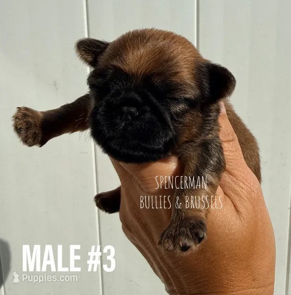 Male #3 – Brussels Griffon puppy for sale in Bourbon, IN