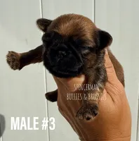Male #3, a male Brussels Griffon for sale in Bourbon, IN – 1 of 5