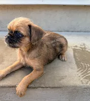 Earl the Merle , a male Brussels Griffon for sale in Bourbon, IN – 8 of 9