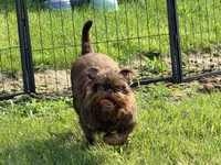Copper, a female Brussels Griffon for sale in Bourbon, IN – 5 of 7