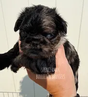 Black and tan Merle, a female Brussels Griffon for sale in Bourbon, IN – 6 of 6