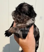 Black and tan Merle, a female Brussels Griffon for sale in Bourbon, IN – 3 of 6