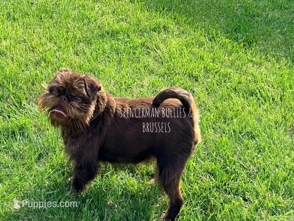 Light Blue collar chocolate and tan – Brussels Griffon puppy for sale in Bourbon, IN