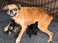 Designer Black and Tan Merle, a female Brussels Griffon for sale in Bourbon, IN – 2 of 3