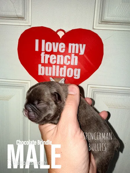 Chocolate Brindle – French Bulldog puppy for sale in Bourbon, IN