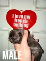 Chocolate Brindle, a male French Bulldog for sale in Bourbon, IN – 1 of 4