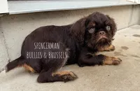 Choco, a male Brussels Griffon for sale in Bourbon, IN – 6 of 6