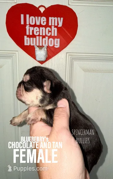 Chocolate and tan  – French Bulldog puppy for sale in Bourbon, IN