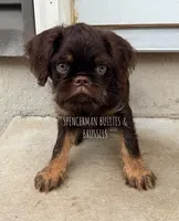 Choco, a male Brussels Griffon for sale in Bourbon, IN – 2 of 6