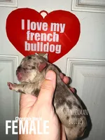 Chocolate Merle, a female French Bulldog for sale in Bourbon, IN – 1 of 4