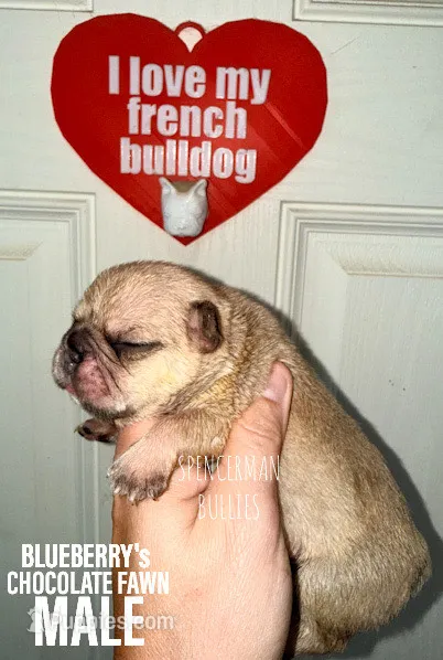 Chocolate Fawn – French Bulldog puppy for sale in Bourbon, IN