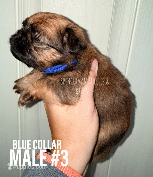 Male #3 – Brussels Griffon puppy for sale in Bourbon, IN