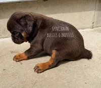 Teddy Bear, a male Brussels Griffon for sale in Bourbon, IN – 3 of 7