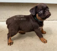 CHOCOLATE CHIP, a male Brussels Griffon for sale in Bourbon, IN – 5 of 6