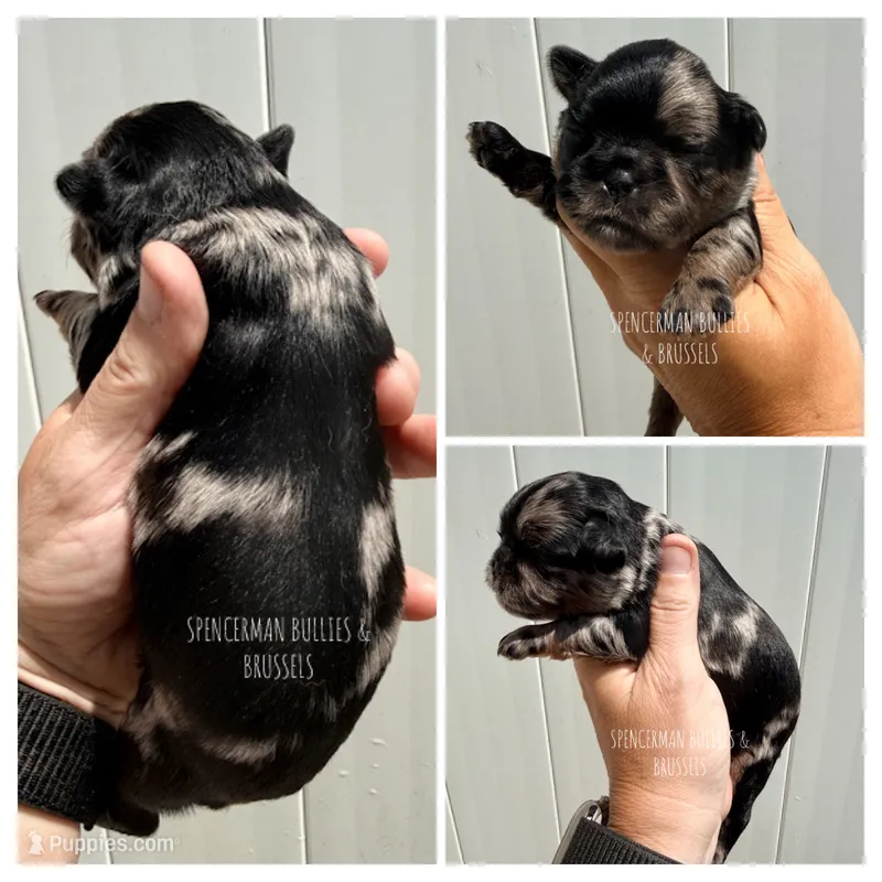 Designer Black and Tan Merle – Brussels Griffon puppy for sale in Bourbon, IN