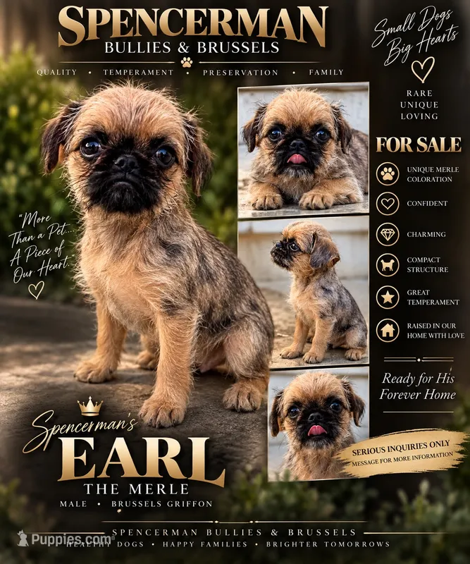Designer Earl the Merle  – Brussels Griffon puppy for sale in Bourbon, IN
